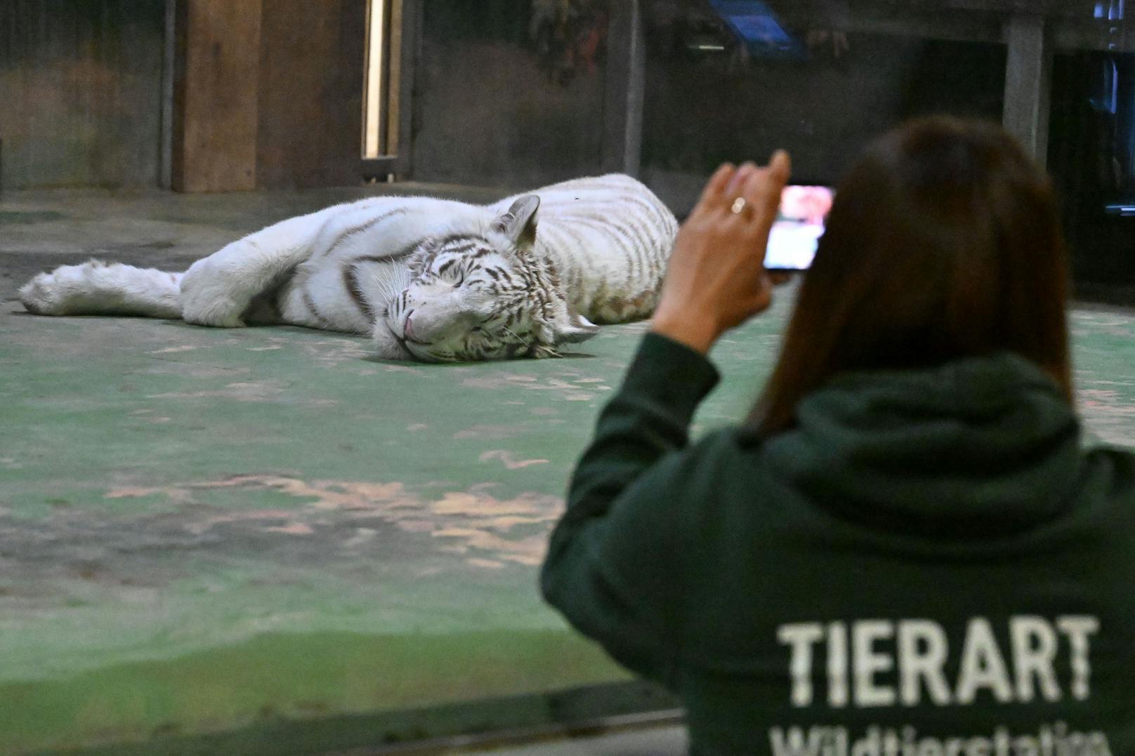 Charlota konnte vorübergehend in einem örtlichen Zoo untergebracht und versorgt werden.