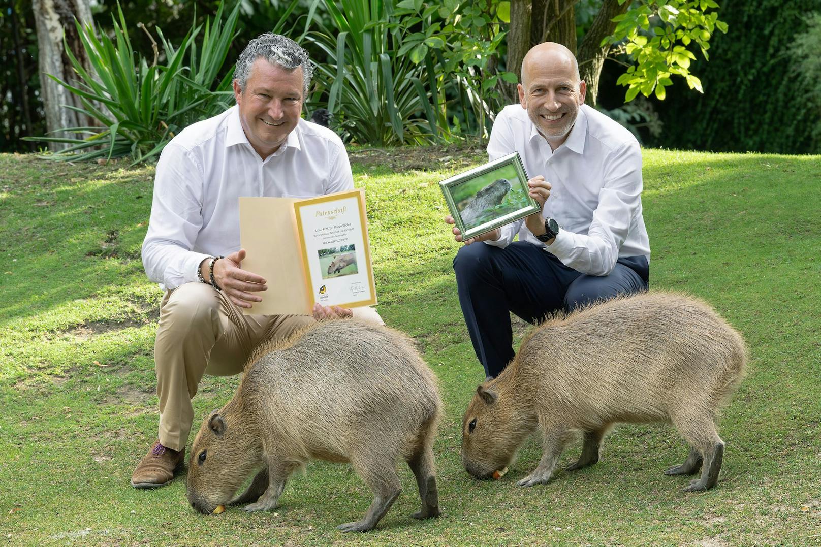 Bundesminister Martin Kocher übernahm jetzt die Patenschaft für die Wasserschweine im Tiergarten Schönbrunn.
