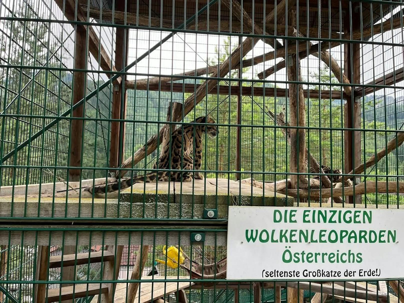 Wolkenleoparden - gibt es nur im Weißen Zoo zu sehen.