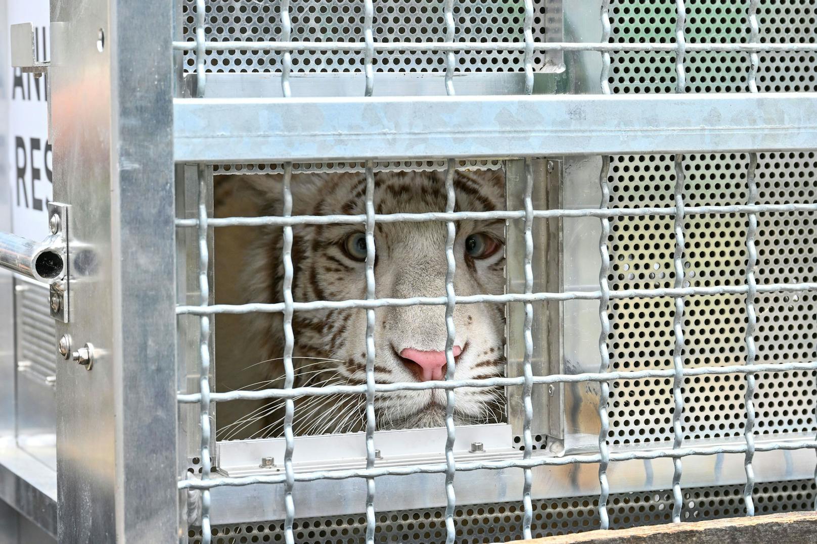 Weißes Tigermädchen aus Privatbesitz befreit
