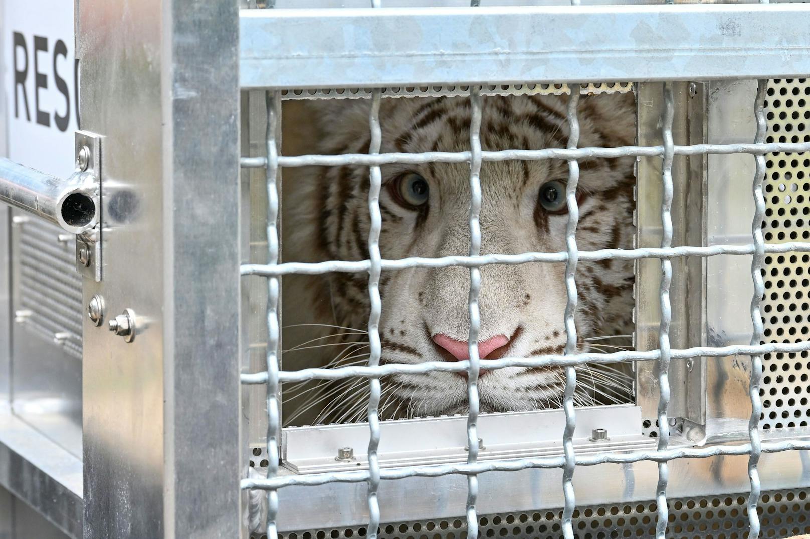 Die von Vier Pfoten betriebene TIERART Wildtierstation in Maßweiler, Deutschland, bietet Großkatzen, die aus schlechten Bedingungen in Zoos, Zirkussen oder privater Gefangenschaft gerettet wurden, ein artgemäßes Zuhause.