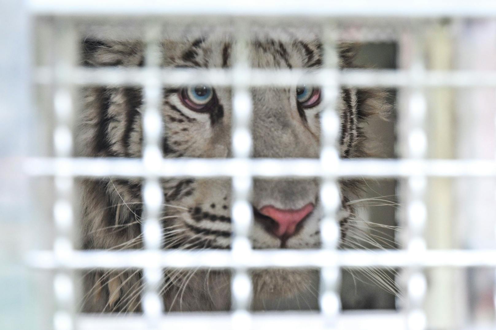 Erschreckend, dass es mehr Tiger in Gefangenschaft als in freier Wildbahn gibt.