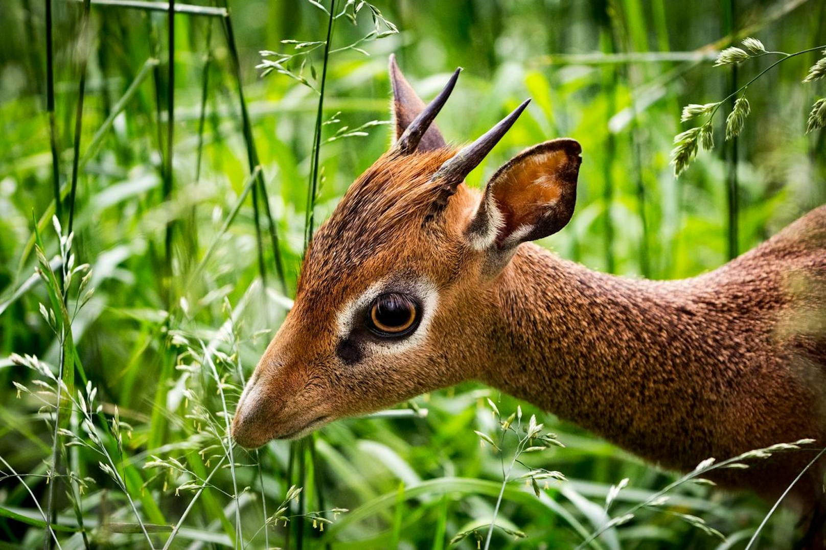 DikDiks laufen im Zick-Zack, wie auch ein Hase, mit mehr als 40 Stundenkilometer über freie Flächen, wenn sie keine Möglichkeit zum Verstecken haben. 