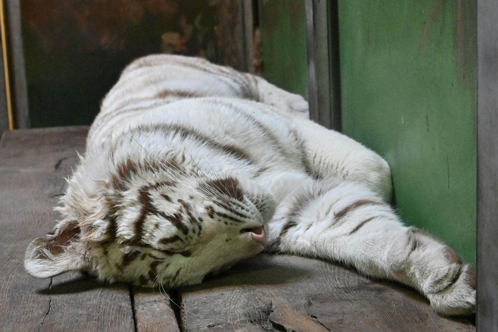 Die Haltung von Tigern ist in Tschechien nur mit ordnungsgemäßen Unterlagen zulässig, die die legale Herkunft und den Erwerb belegen.