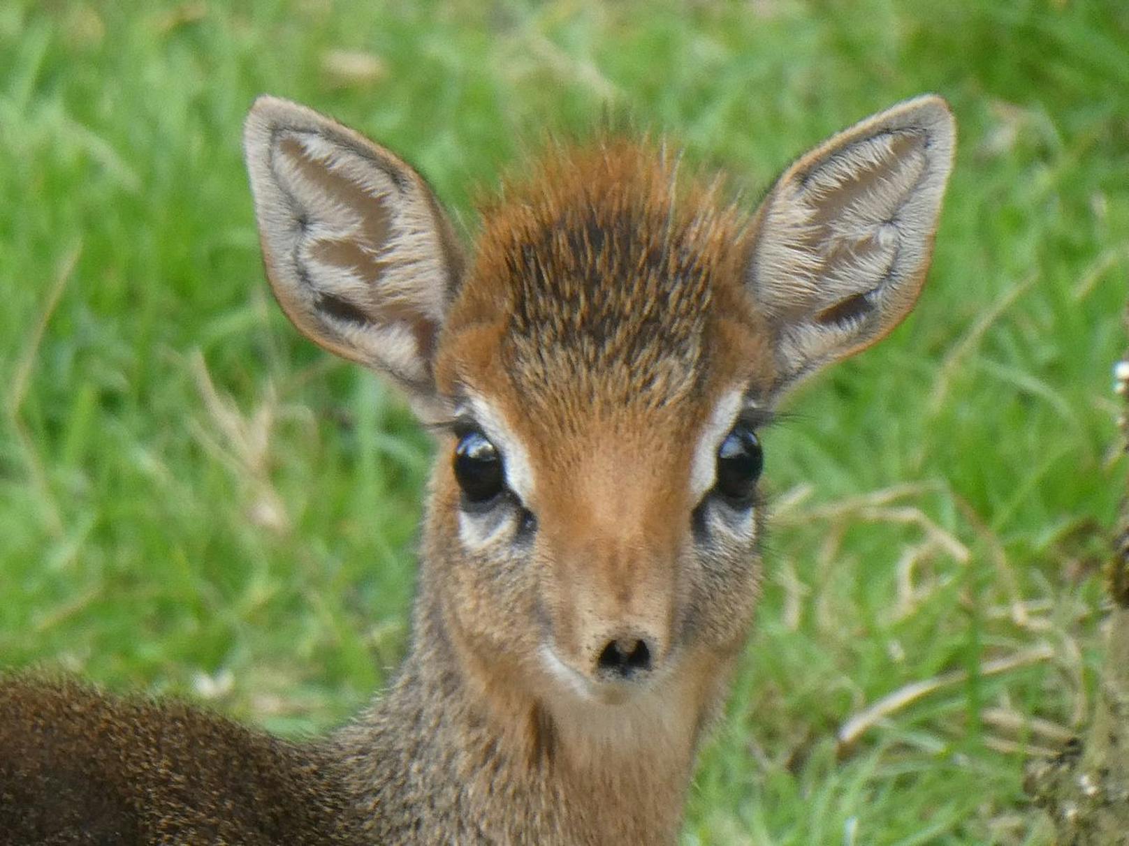 Leider werden sie auch heute noch vom Mensch bejagt, da es besonders schwierig ist ein DikDik zu erlegen. 