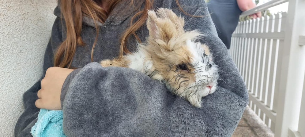 Drei Hasen wurden noch rechtzeitig in Sicherheit gebracht, im Kaninchenstall im Garten war Feuer ausgebrochen.