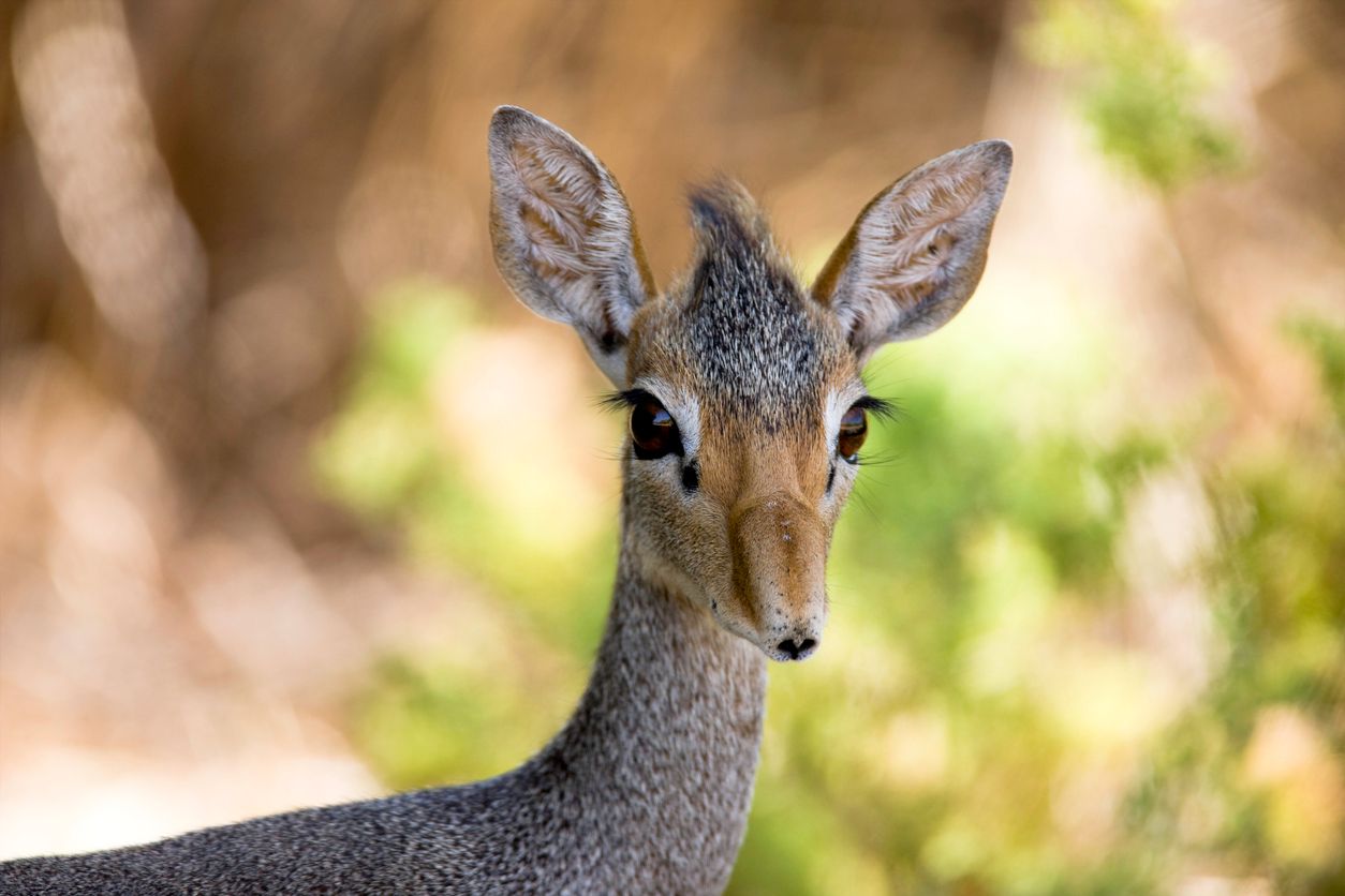 Das sogenannte DikDik ist eine Zwergantilope - kaum größer als ein Feldhase. 