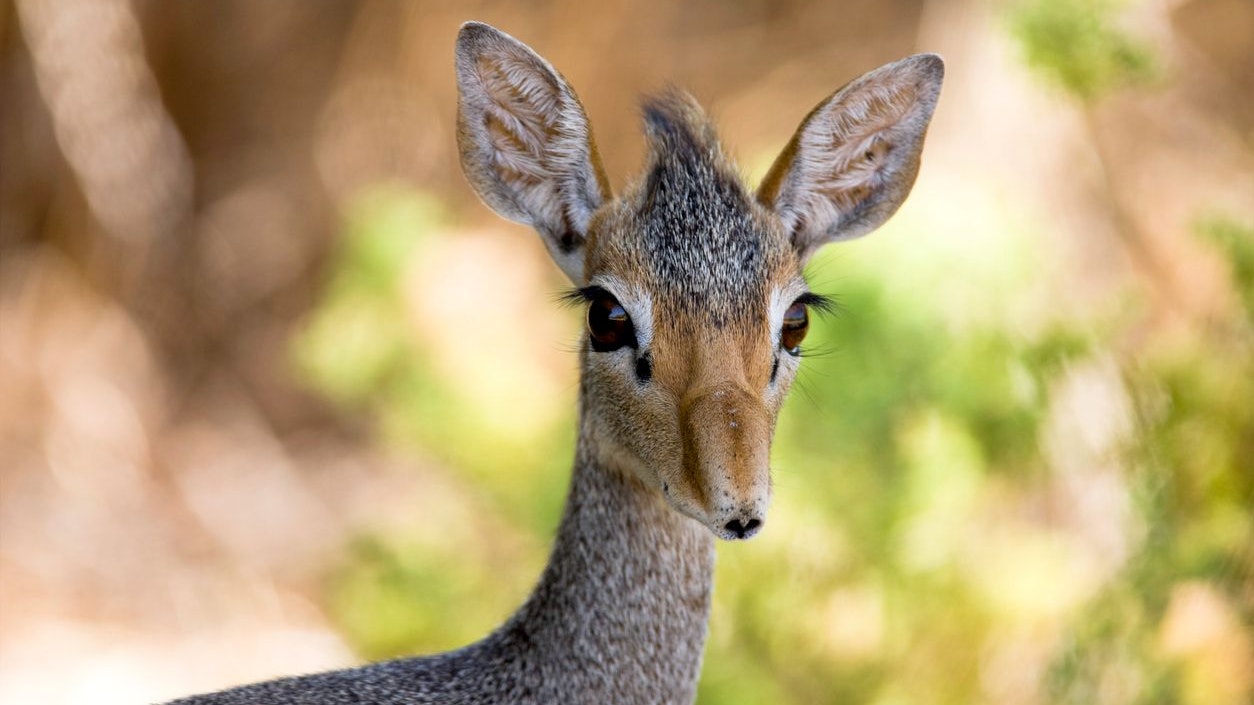 Das sogenannte DikDik ist eine Zwergantilope - kaum größer als ein Feldhase. 