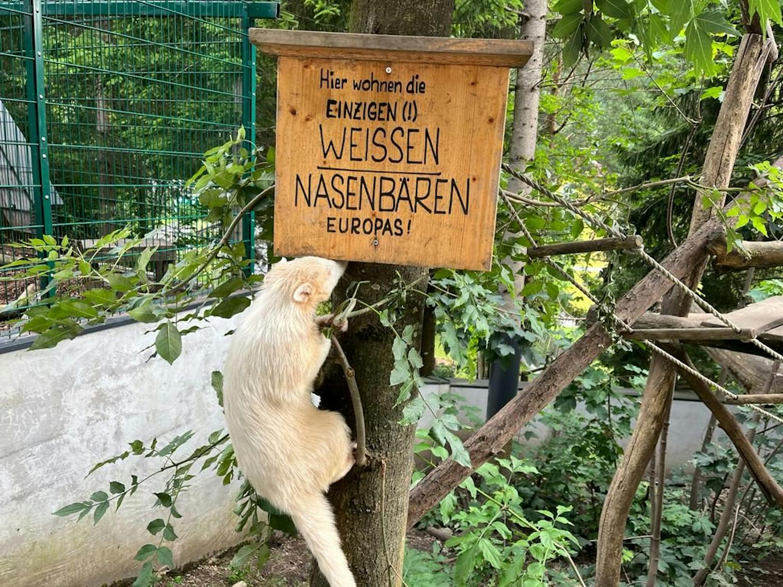 Die Albino-Nasenbären sind zuckersüß, lustig und es gibt sie europaweit nur in Kernhof.