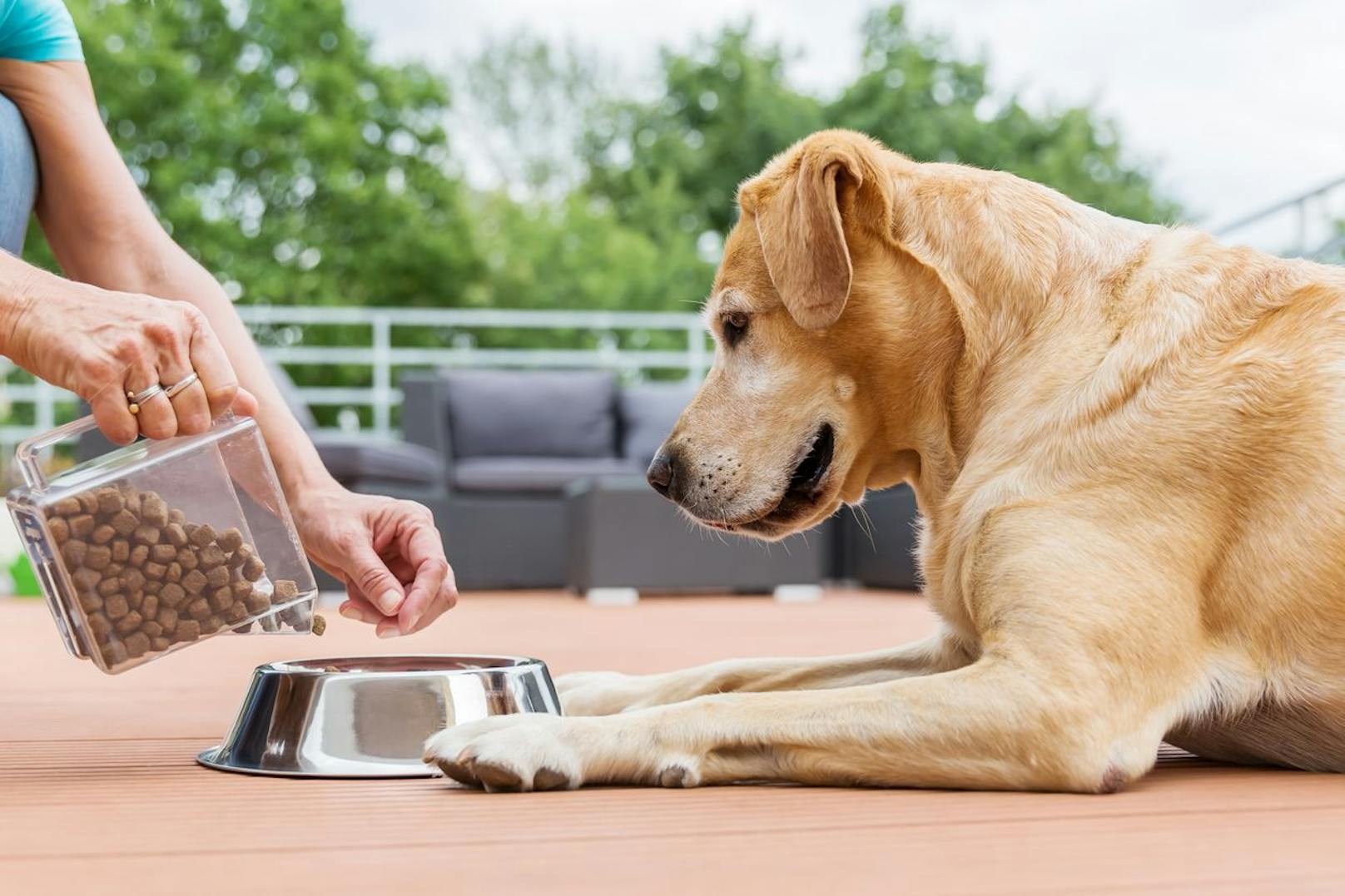 "Gs'hund" verwendet Schwarze Soldatenfliege als Proteinquelle für das Hundefutter.