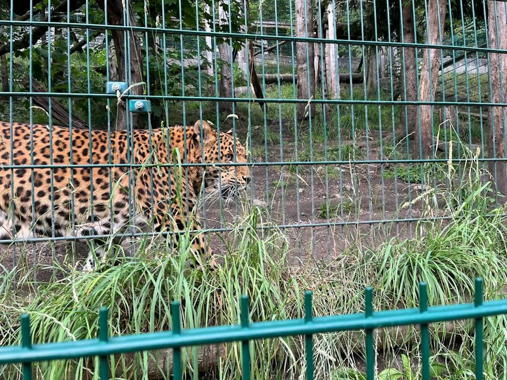 Majestätische Großkatze in Kernhof