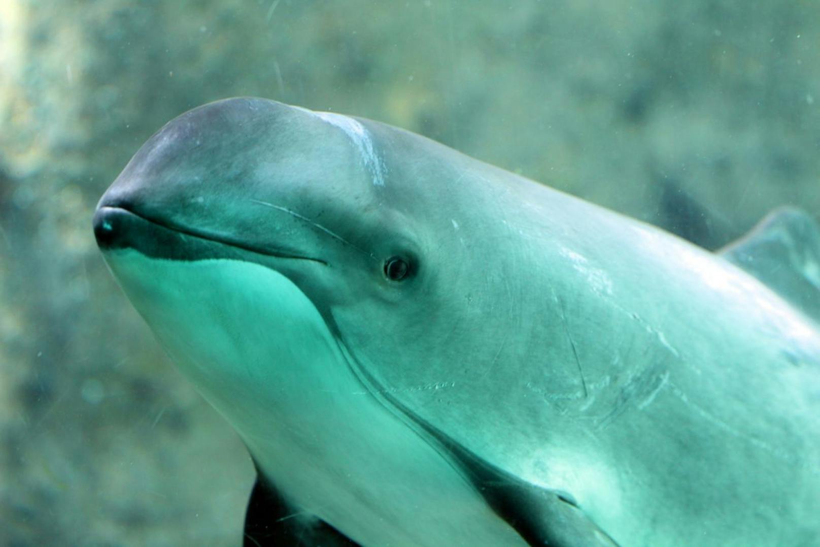 Der Schweinswal gehört zu den kleinen Zahnwalen und ist eng mit dem Delphin verwandt.