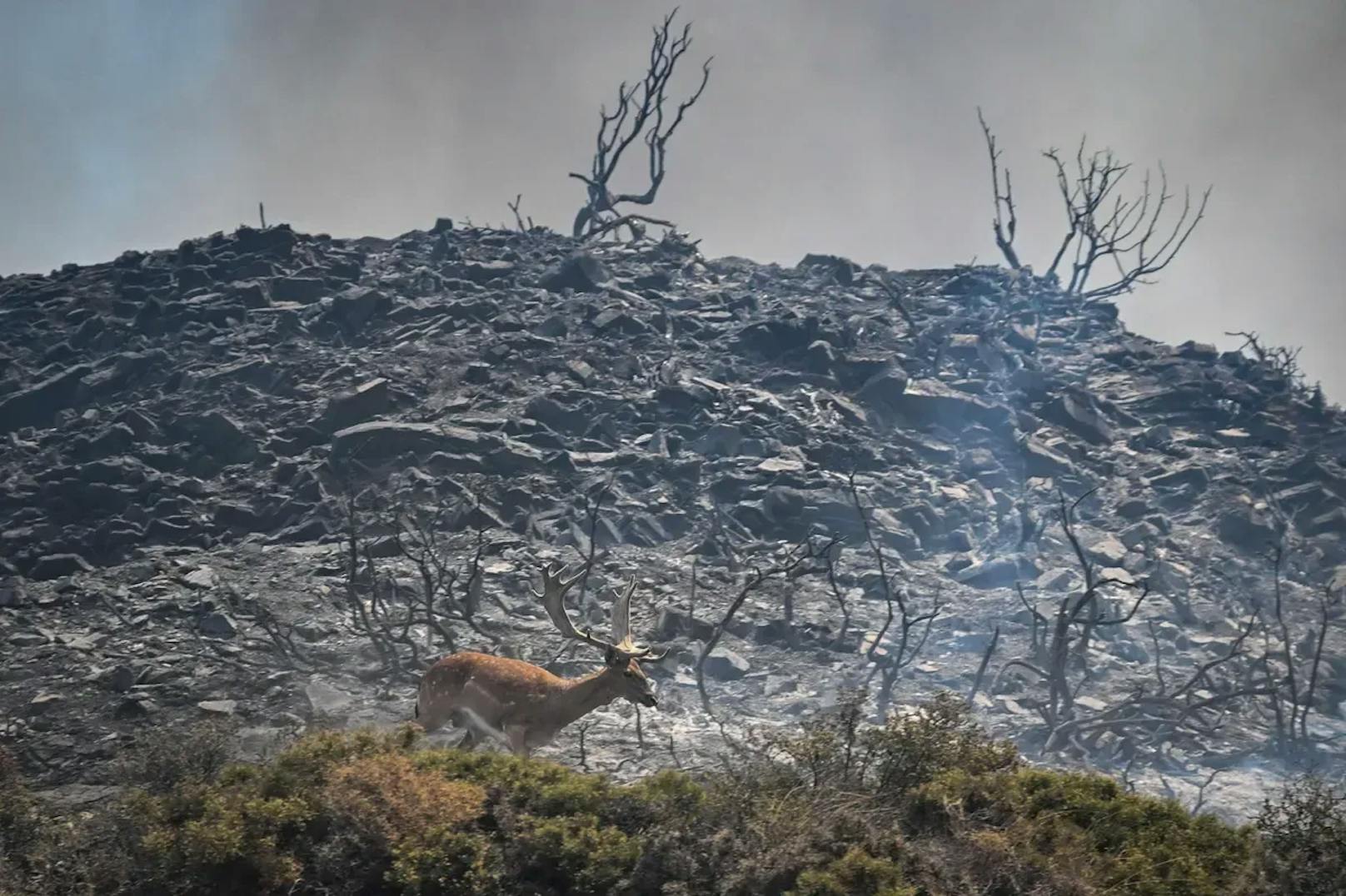 Zahlreiche Wälder wurden zerstört, unzählige Tiere kamen ums Leben.