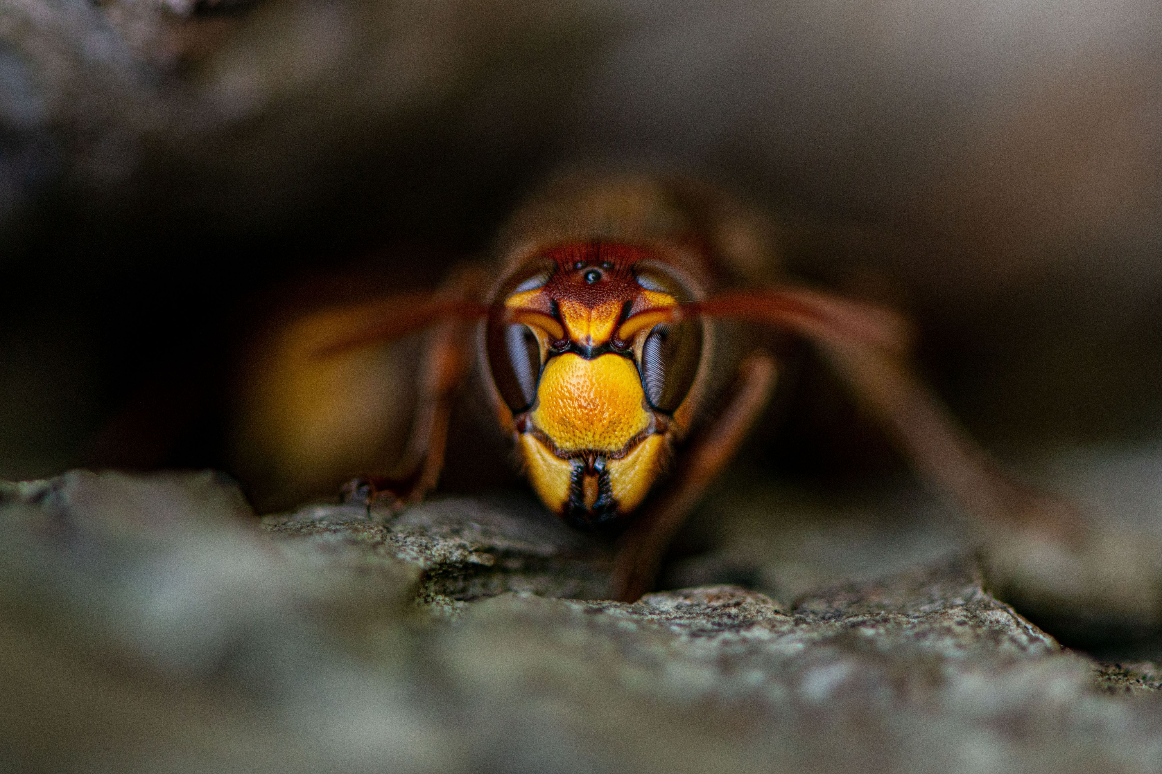 Für den gesunden Menschen stellt ein Hornissenstich keine besondere Gefahr dar. Hornissengift ist nicht toxischer als Bienen- oder Wespengift. Der Stich einer Hornisse wird dessen ungeachtet subjektiv als etwas schmerzhafter empfunden als der einer Biene oder einer anderen Wespe. Das liegt zum einen am längeren und stärkeren Stachel der Hornisse, zum anderen an der Giftkomponente Acetylcholin, die im Bienen- und Wespengift fehlt.