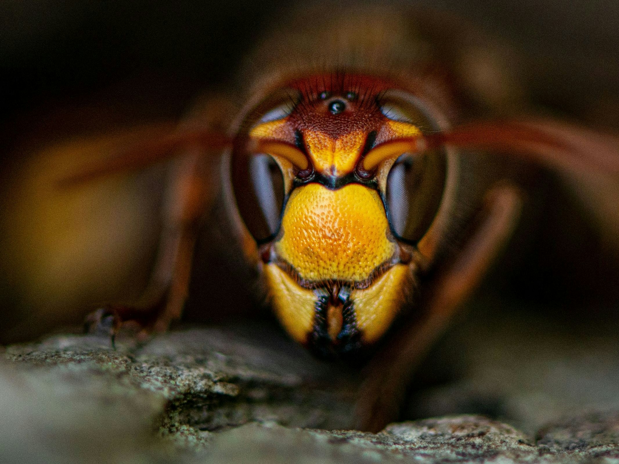 A hornet in its natural habitat.