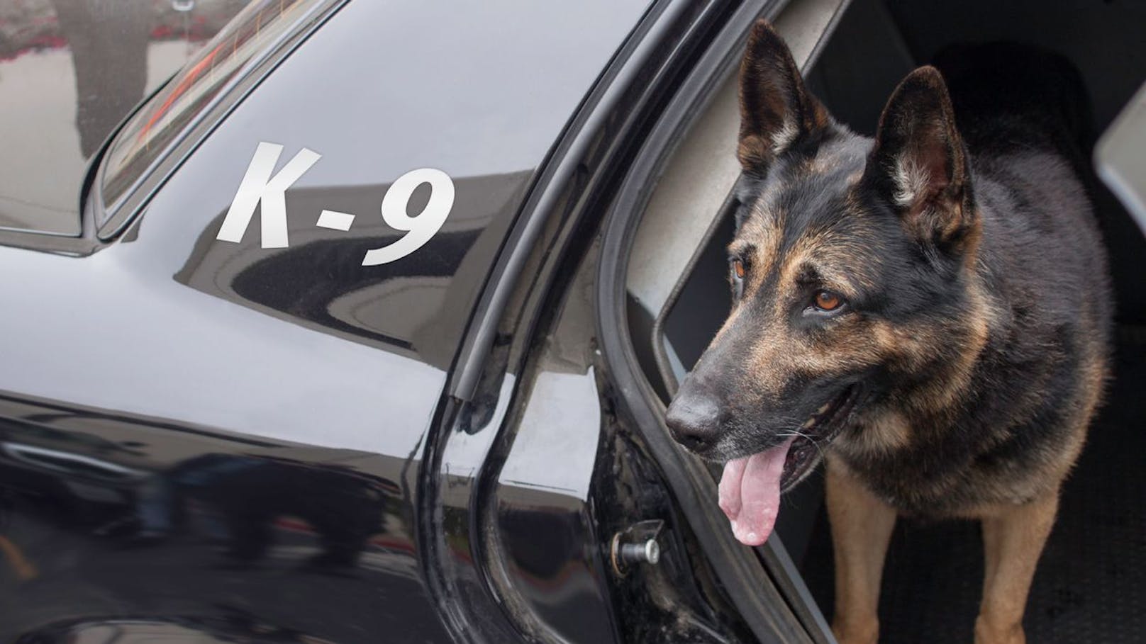 Bei einem Transport von insgesamt 18 Polizeihunden überlebten nur zehn Tiere.&nbsp;
