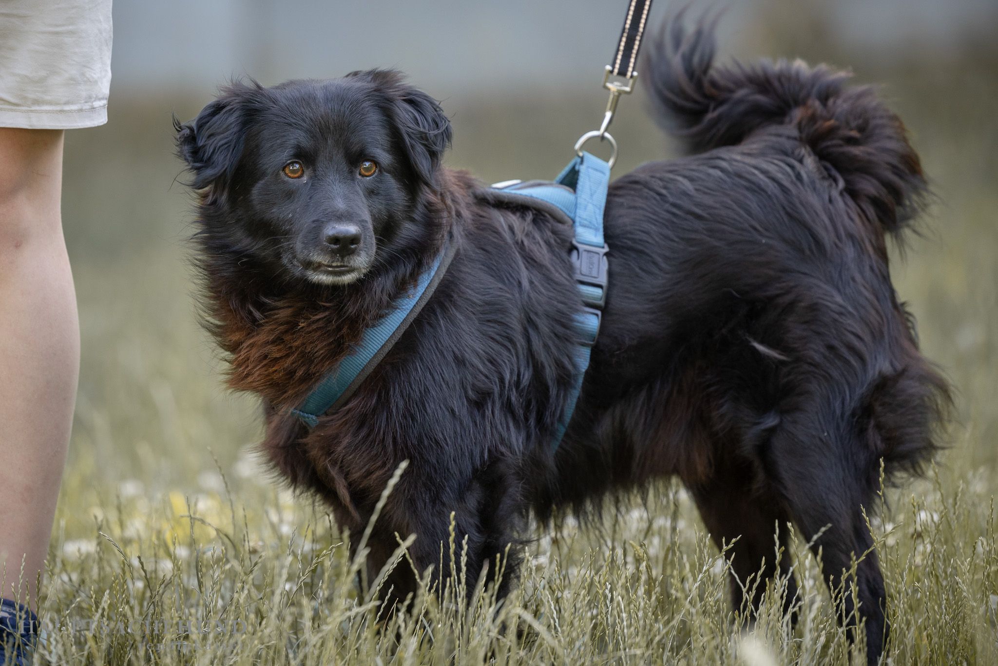 "Sirus" ist ein besonders gelehriger Mischling. 