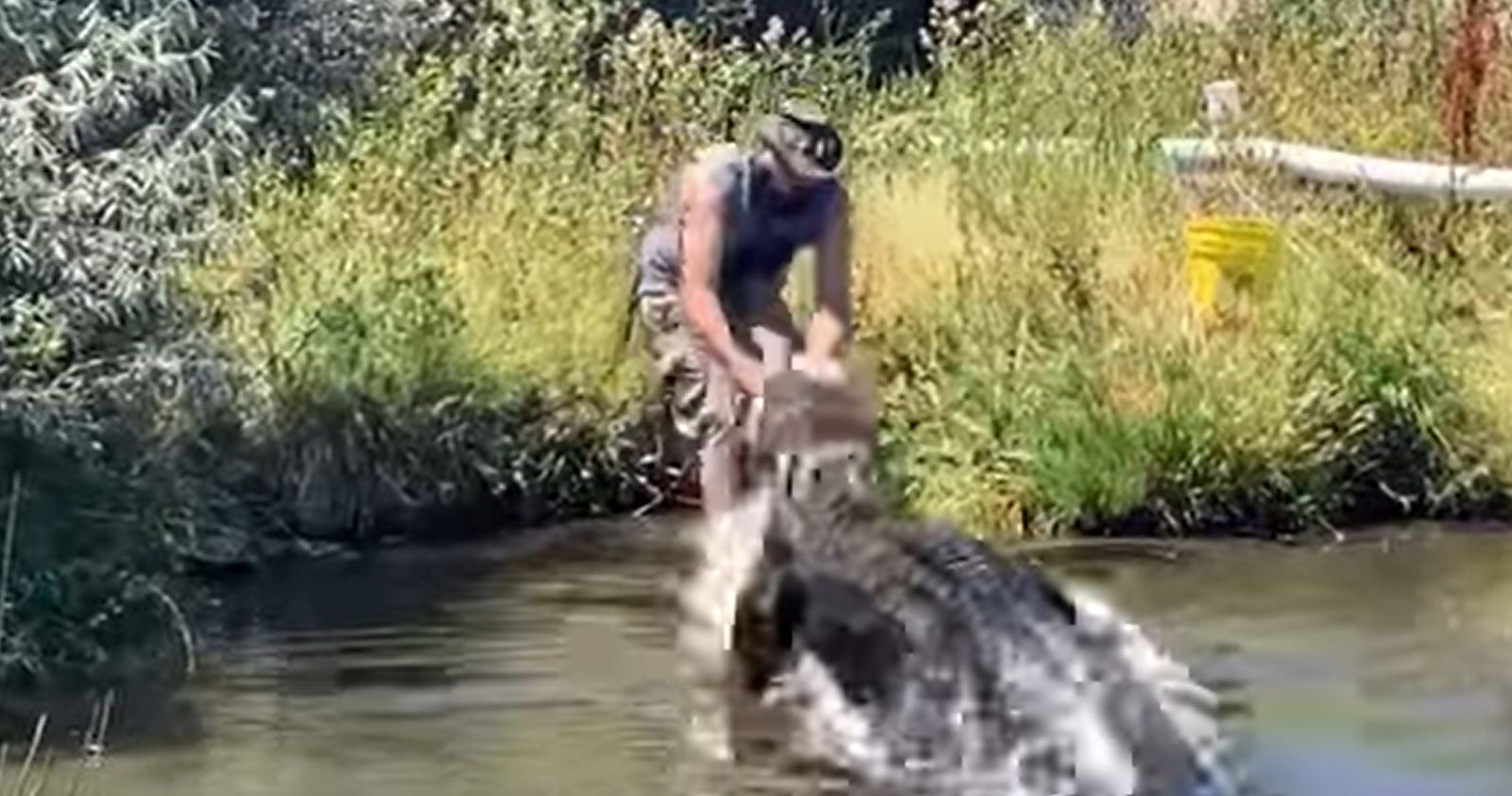 Hier schnappt "Elvis" nach dem Truthahn, der leider ins Wasser fällt.