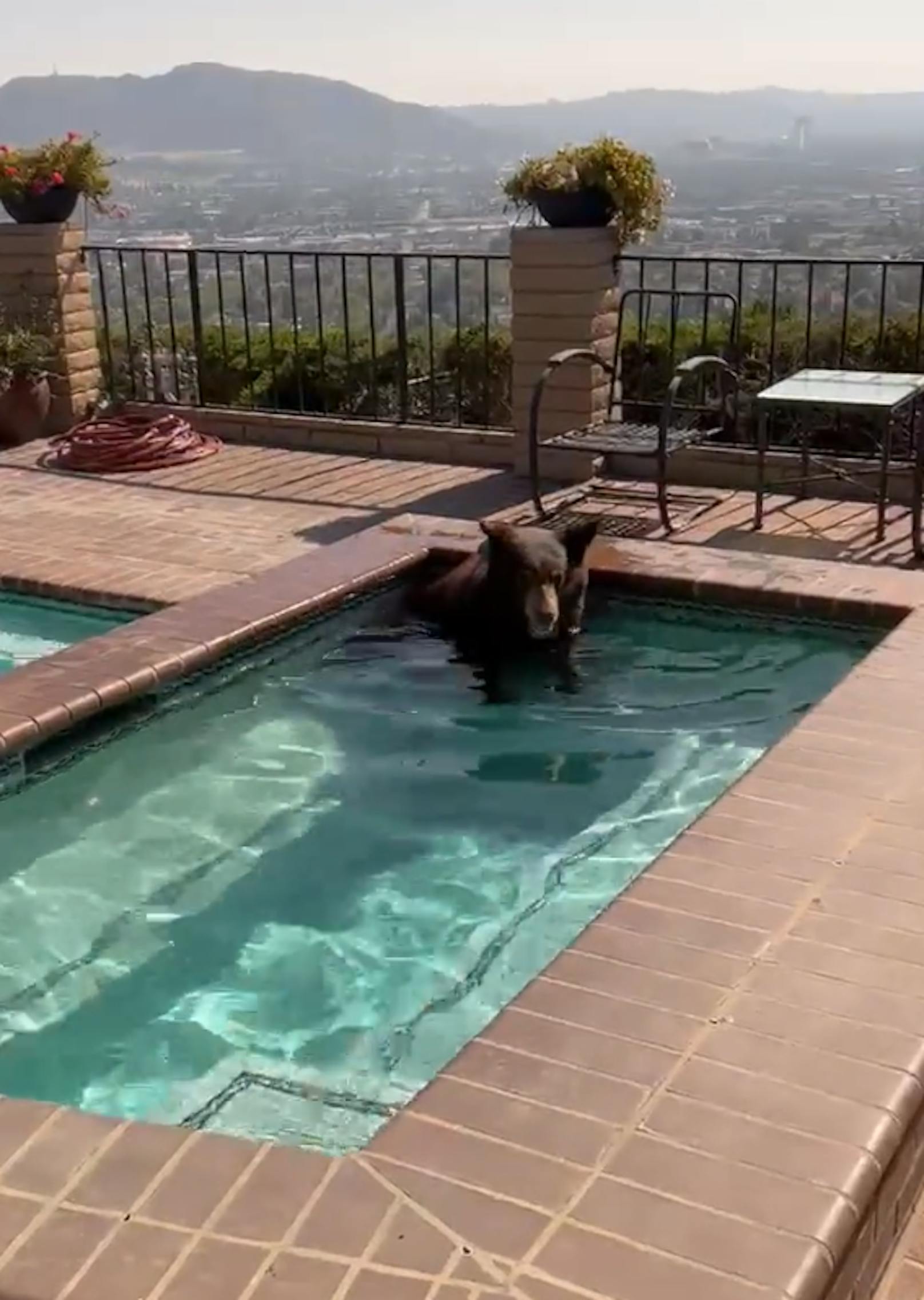 Bär flüchtet vor Hitzewelle in Pool