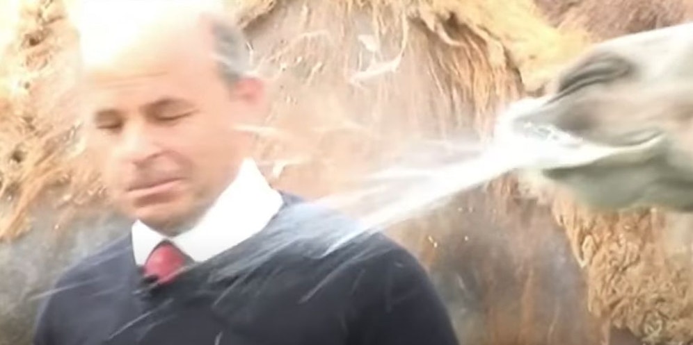 Für diese Aktion hat sich das Kamel Rot verdient.