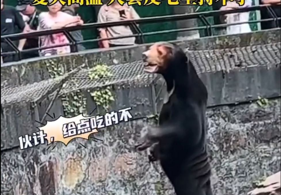Mensch oder Bär? Diese Kreatur im Zoo von Hangzou wirft Fragen auf.