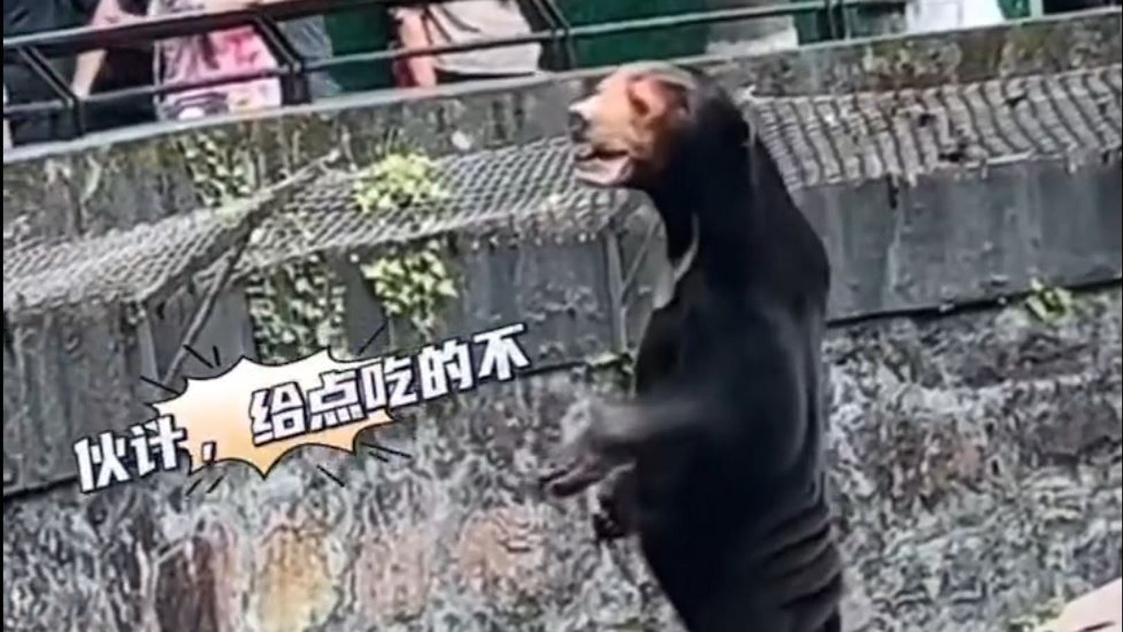 Mensch oder Bär? Diese Kreatur im Zoo von Hangzou wirft Fragen auf.