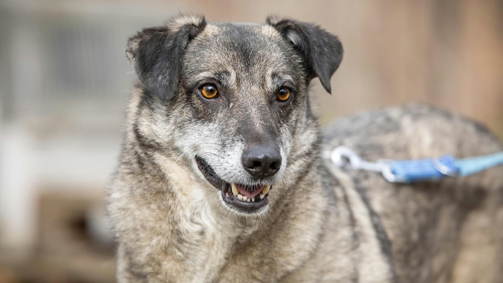 Auch ein Senior wie "Hector" kann noch einige Jahre treu an deiner Seite sein und ist bereits ruhig und gelassen. 