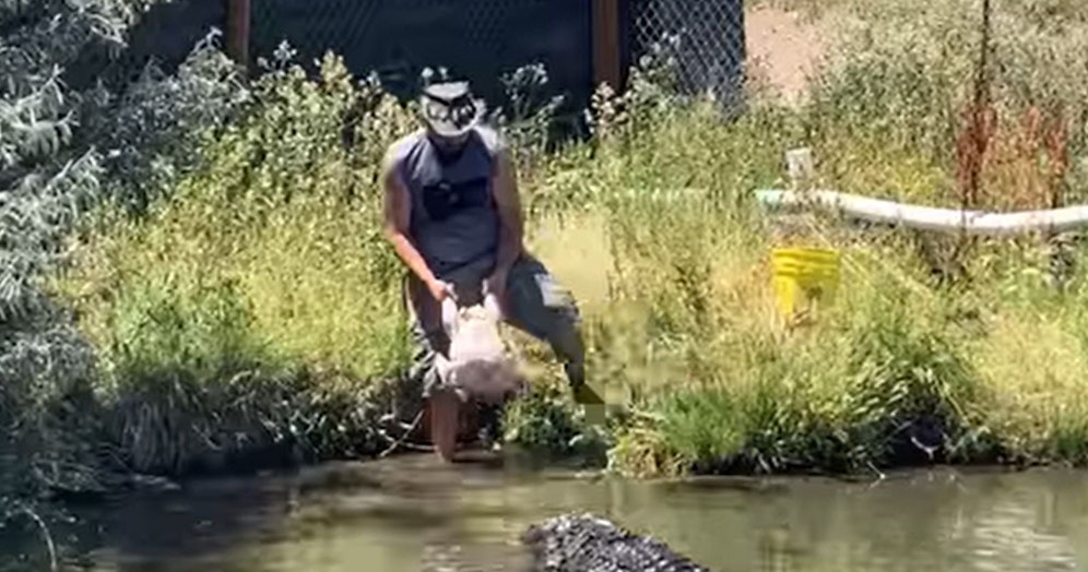 Das Videomaterial diverser Touristen ist nichts für schwache Nerven.