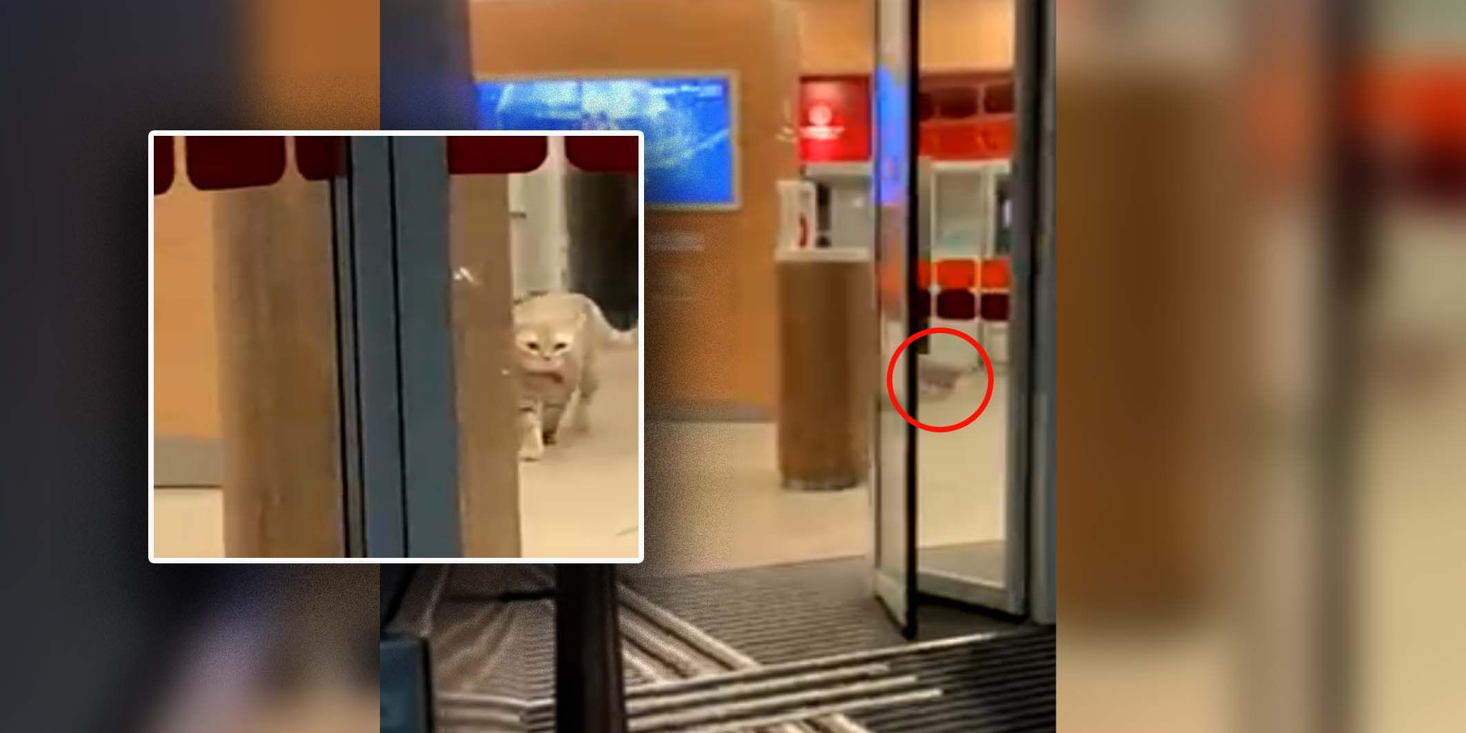 Eine Wienerin entdeckt eine Katze in einer Wiener Bank.