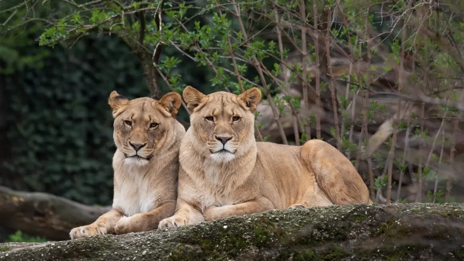 Die beiden Löwinnen Nikisha und Nyoma dürfen sich bald auf ein neues Männchen freuen.