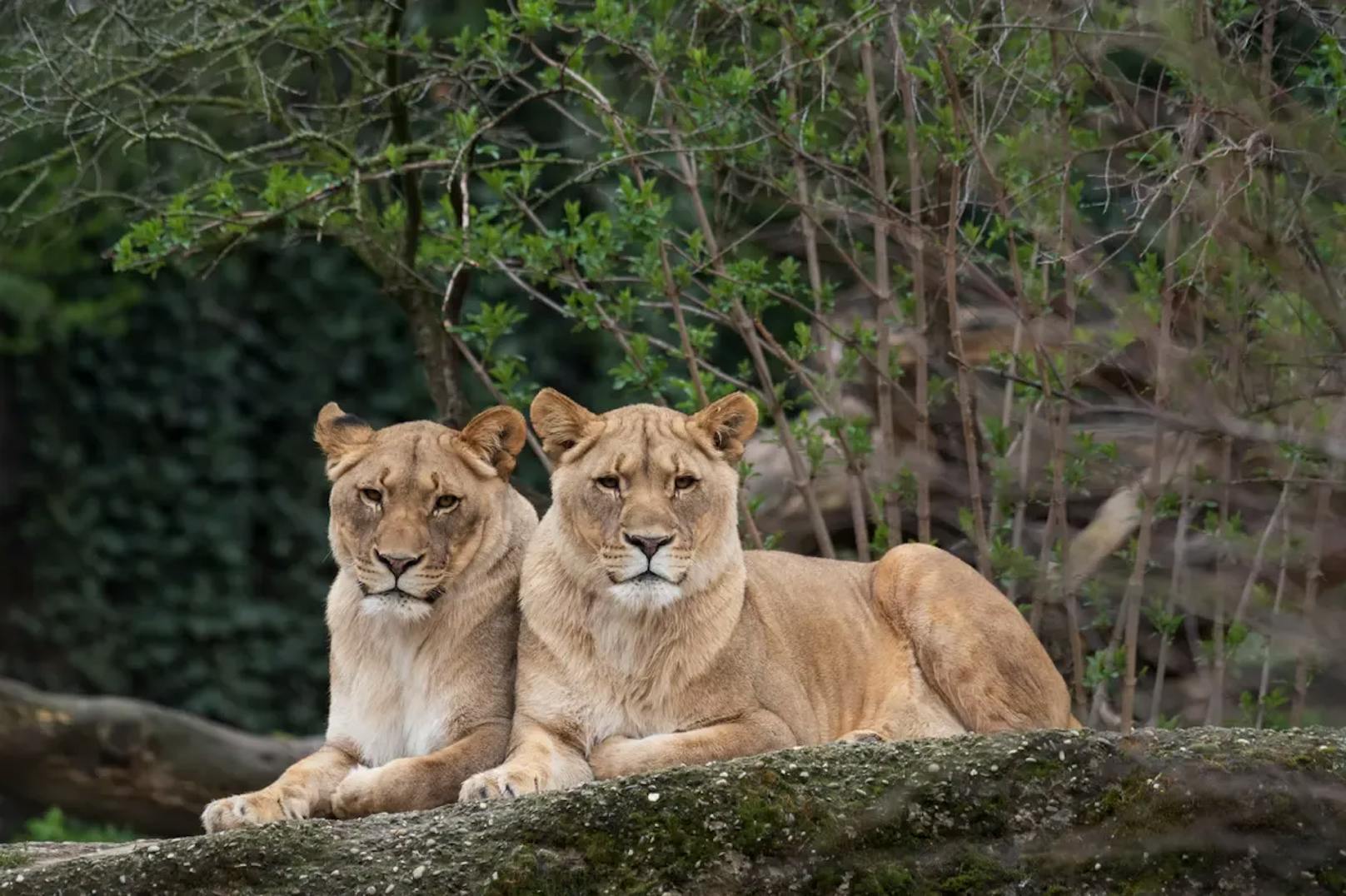 Zoo sucht Rudelführer, doch zuerst muss Löwin sterben