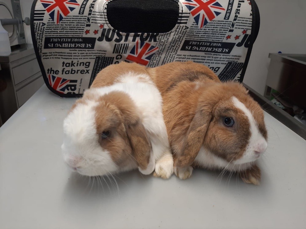 In dieser Tasche wurden die zwei Kaninchen gefunden. Die Pfotenhilfe hat sofort Anzeige erstattet.