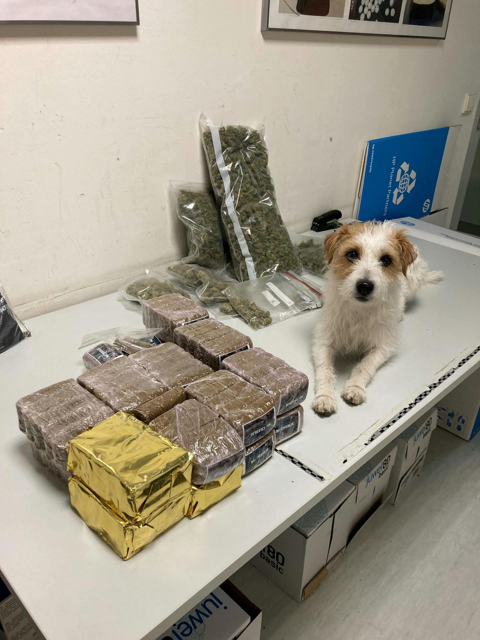 Bei einer Durchsuchung in einer Wohnung entdeckte Diensthund "Pitt" vom Stadtpolizeikommando Schwechat Cannabis mit einem Straßenverkaufswert von zumindest 130.000 Euro