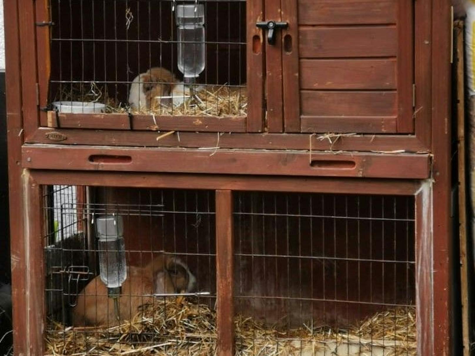 Vergangenen Freitagmorgen fand ein Mitarbeiter der Pfotenfhilfe Lochen (Bez.Braunau) zwei Kaninchen vor dem Tor des Tierschutzhofes. Die Tierchen wurden in einer engen Tasche abgestellt.&nbsp;