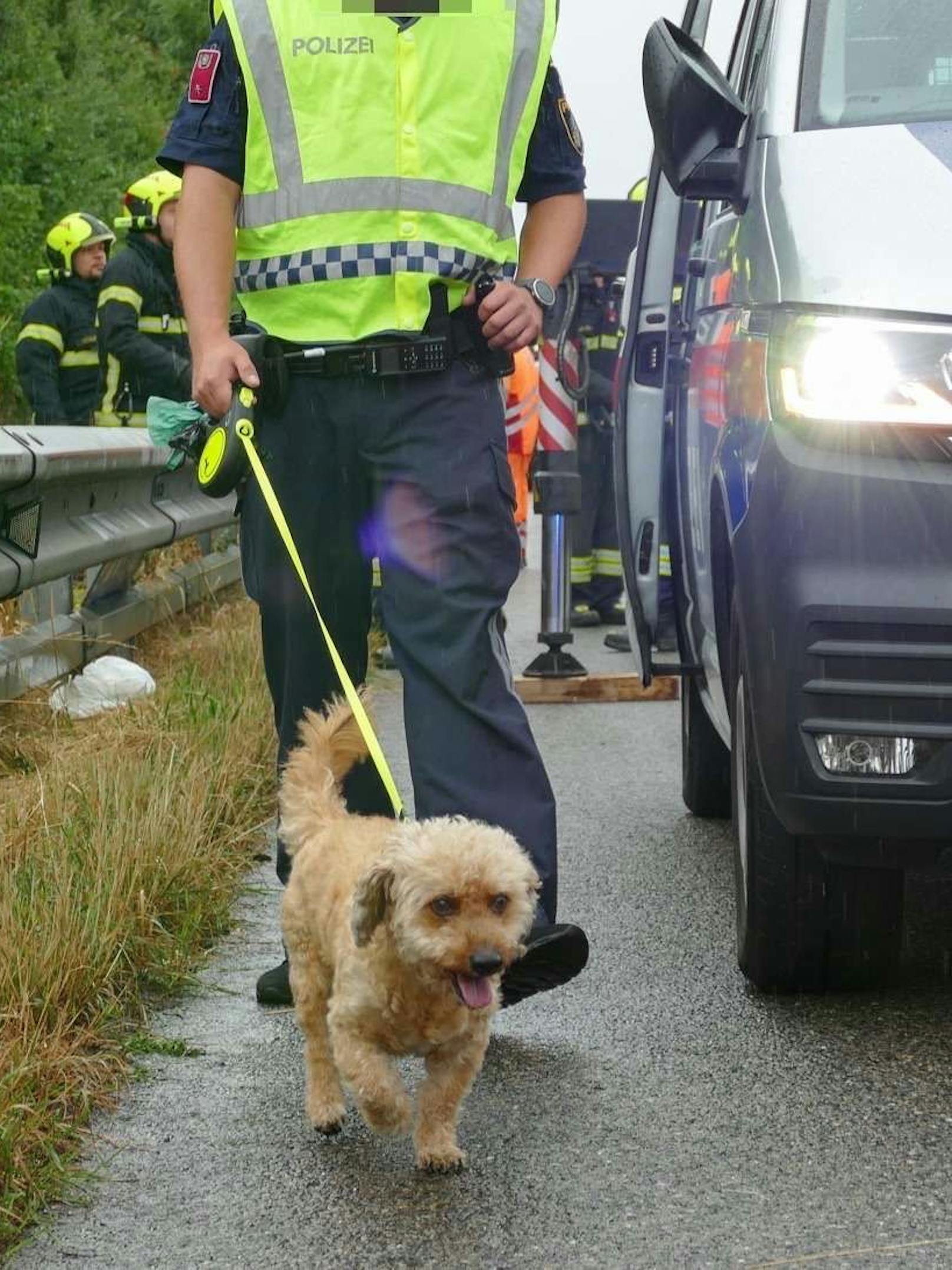 Der Hund wurde zum Glück nicht verletzt.