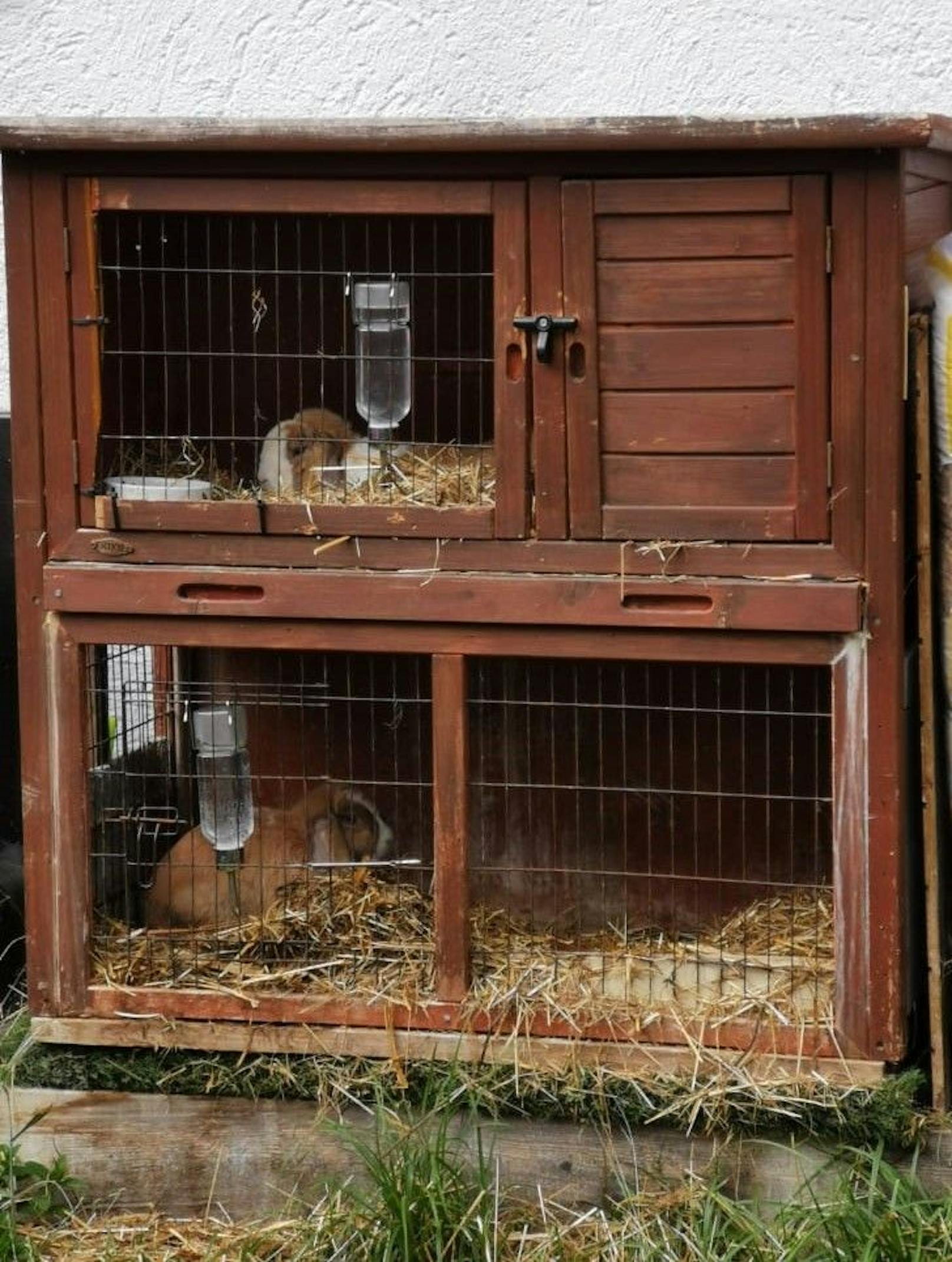 Mit diesem Bild wurde bestätigt, dass es sich um die gleichen Kaninchen handelt. Ihr Leben hat sich bei der Pfotenhilfe auf jeden Fall zum Besten gewendet. 