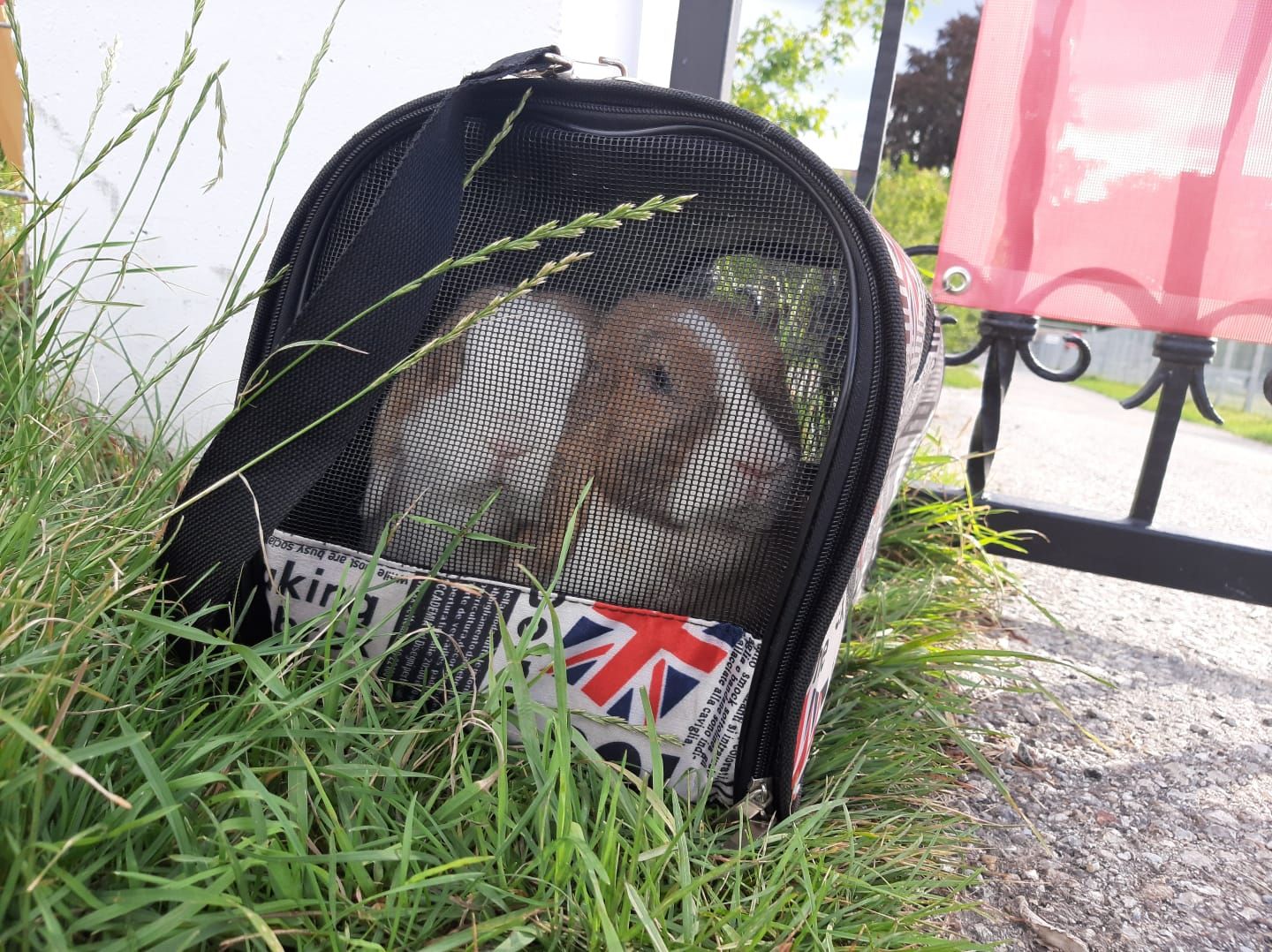 In einer viel zu kleinen Transporttasche wurden diese zwei Kaninchen genau vor der Pfotenhilfe abgestellt.