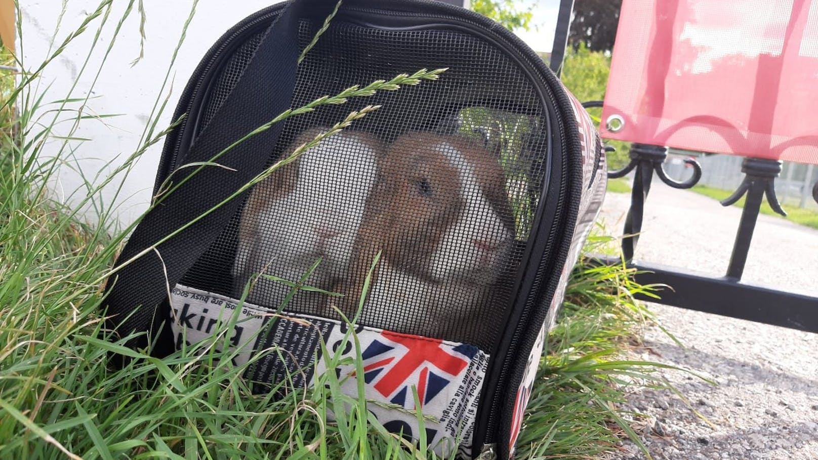 In einer viel zu kleinen Transporttasche wurden diese zwei Kaninchen genau vor der Pfotenhilfe abgestellt.