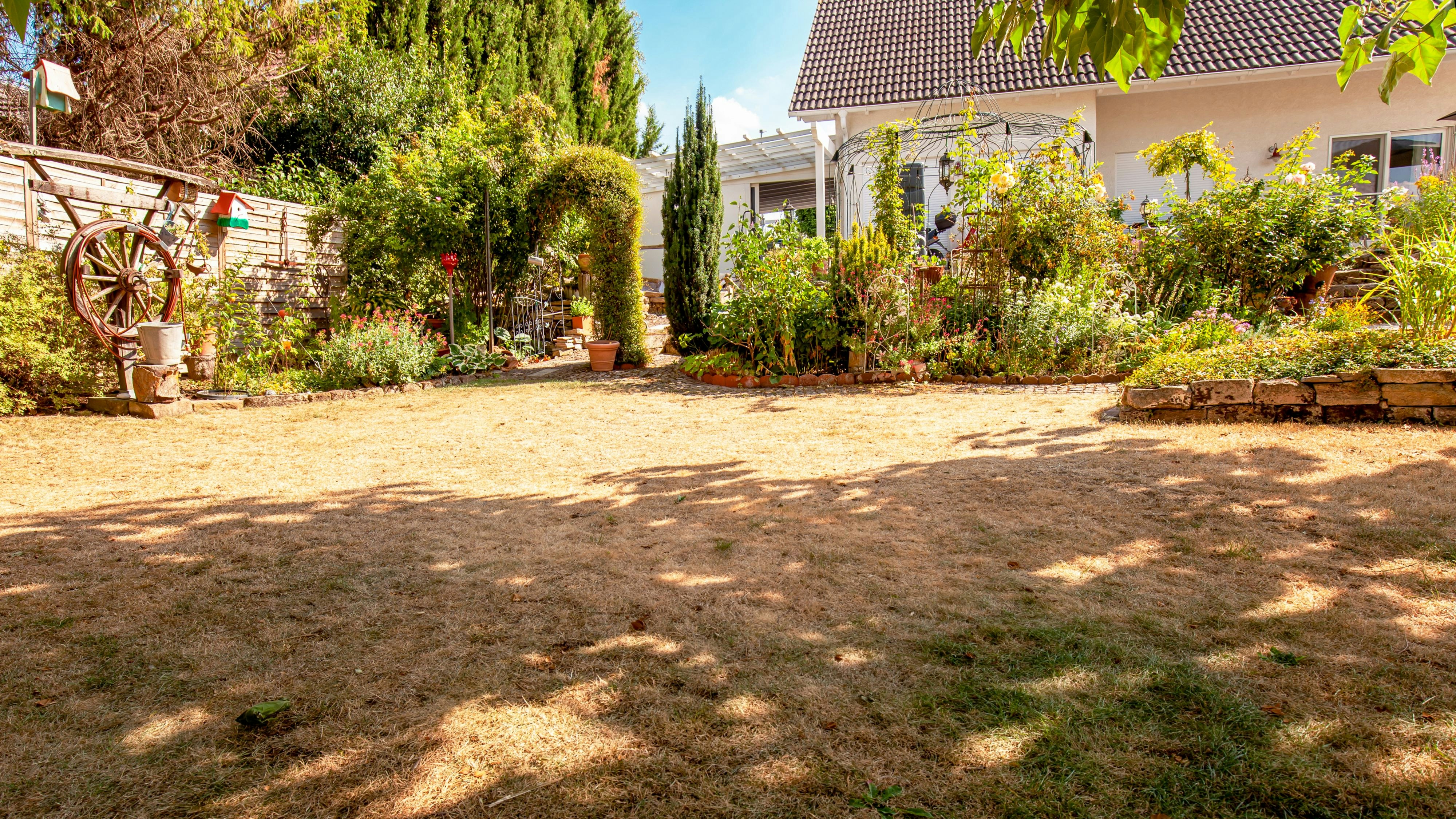 lawn in garden dry and dead. Pests and disease and sun cause amount of damage to green lawns. Landscaped Formal Garden. patchy grass in bad condition and need maintaining.