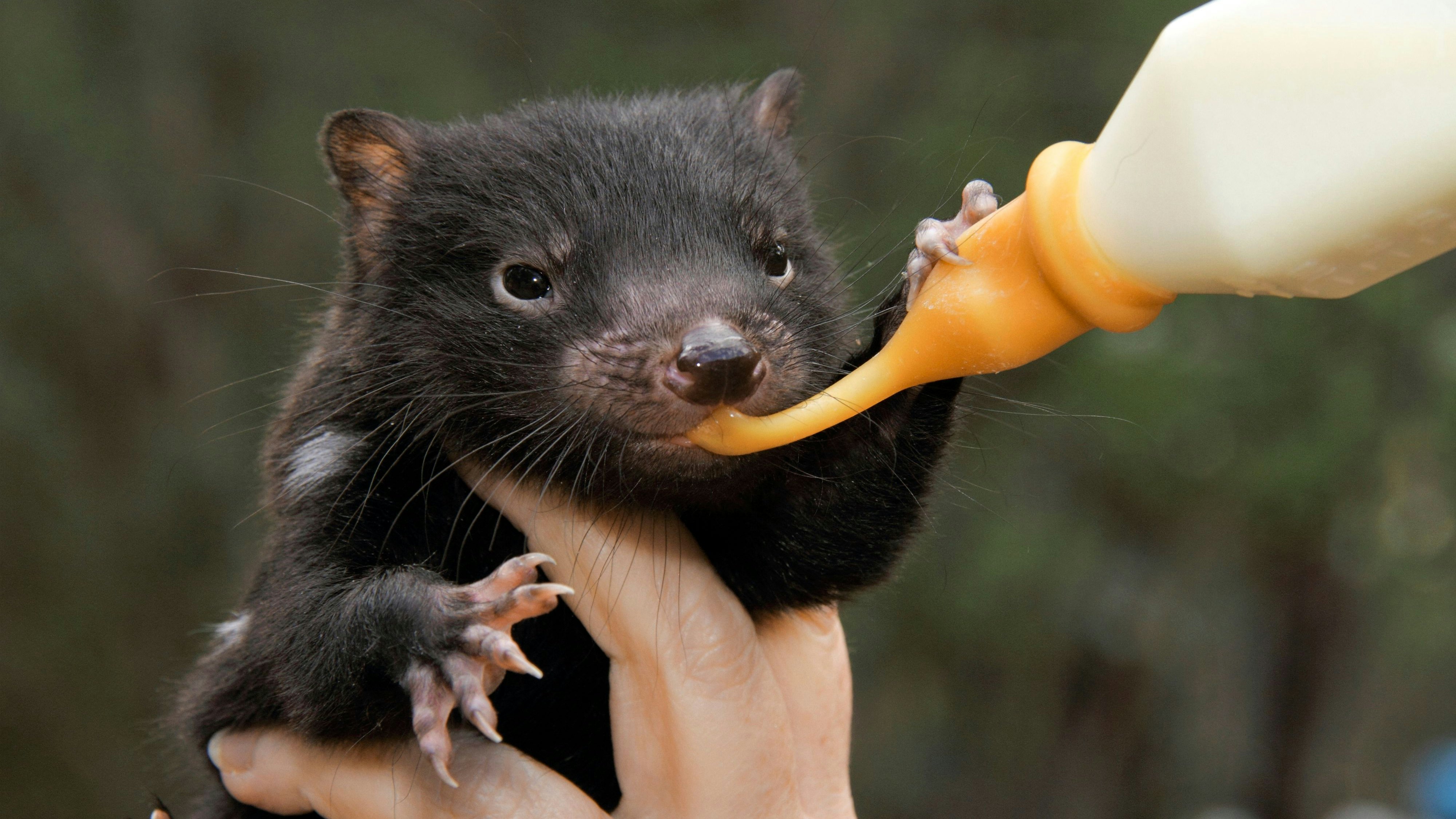 Das 500ste Beutelteufel-Baby kam nördlich von Sidney zur Welt: Ein echter Meilenstein. 
