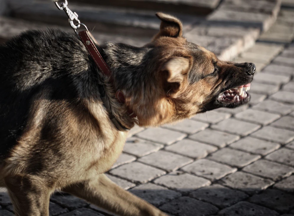 Ein beißwütiger Hund wurde am späten Dienstagabend in Berlin erschossen. 