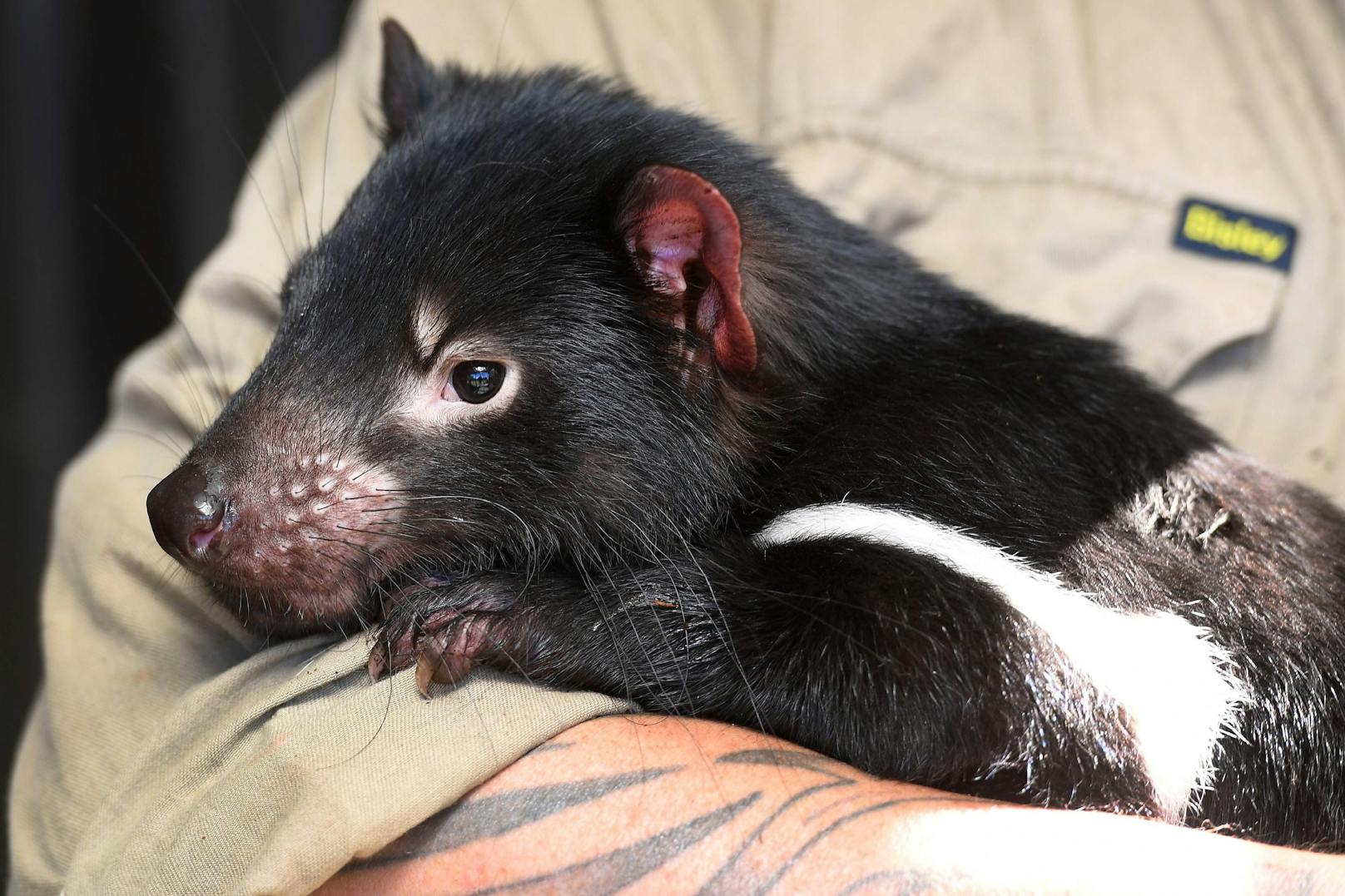 Abgesehen von der Paarungszeit, sind Tasmansiche Teufel Einzelgänger und ernähren sich von kleinen Säugetieren, bevorzugt Wombats, Vögeln und Reptilien.