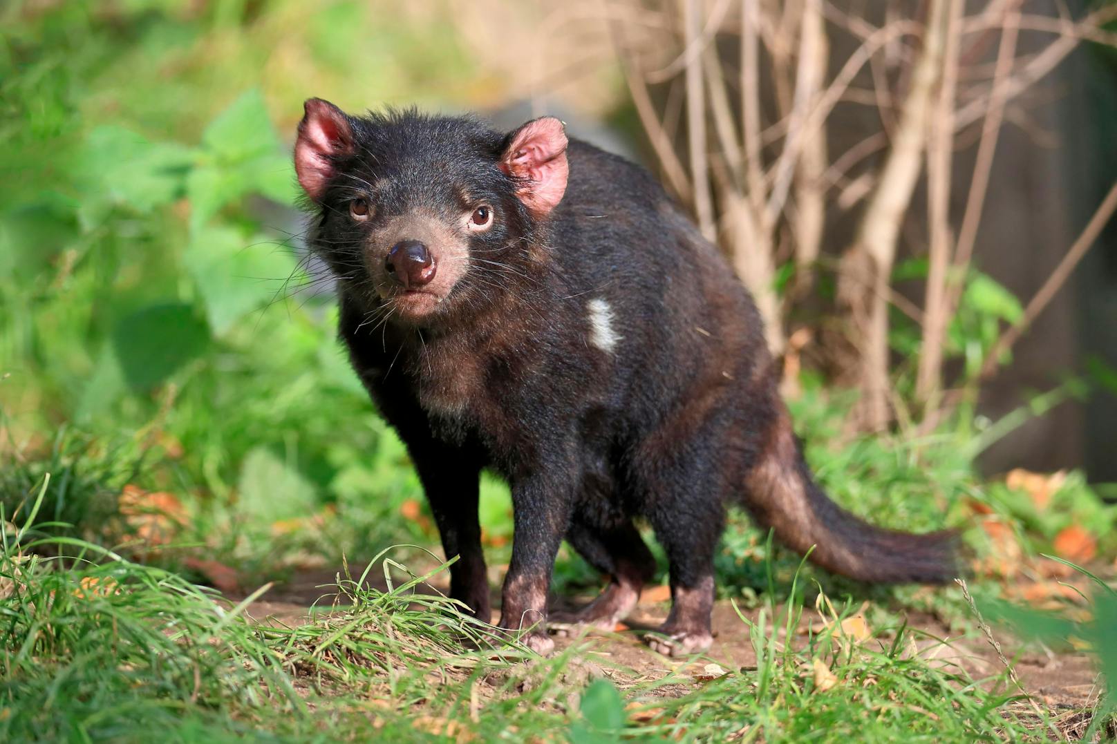 Der Tasmanische Teufel wird auch "Beutelteufel" genannt.