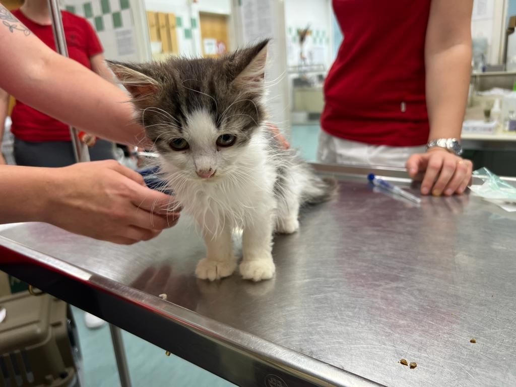 Ungefähr die Hälfte der beschlagnahmten Katzen darf bereits wieder aus dem Tierheim ausziehen.