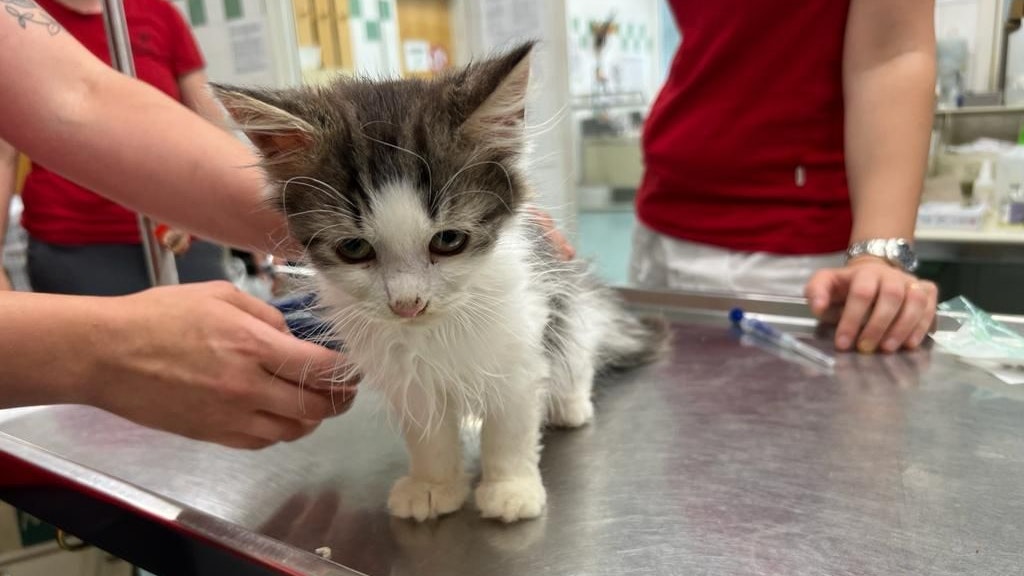 Wenn die Katzen alle geimpft und behandelt wurden, freuen sie sich bestimmt über ein liebevolles Zuhause. 