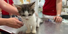 Animal-Hoarding Katzen dürften aus Tierheim ausziehen