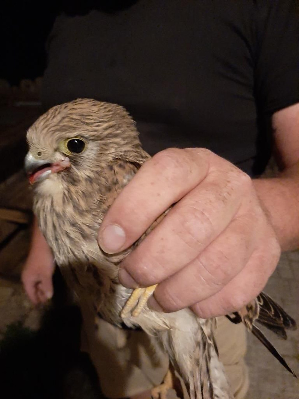 Der gerettete Turmfalke