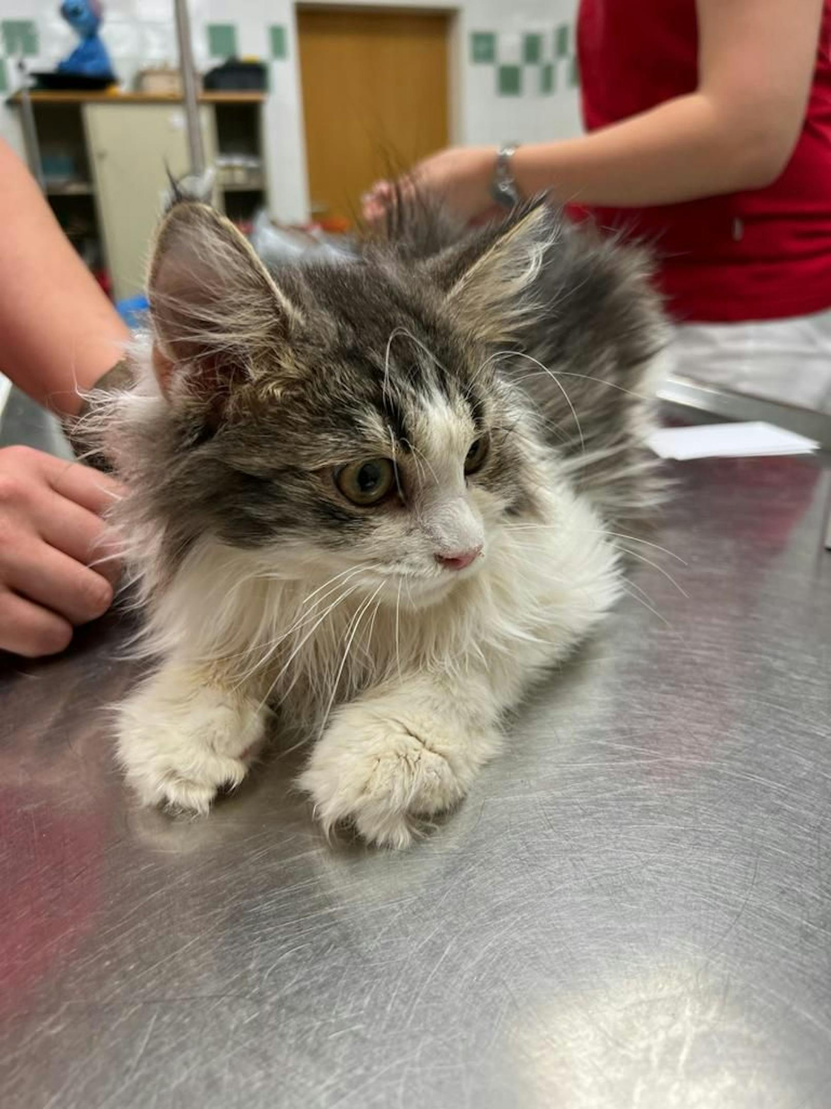 33 niedliche Katzen wurden einem Halter aus Mödling viel zu viel. Junge Tiere, trächtige Tiere und auch viele Babys werden jetzt einmal untersucht und gepflegt.