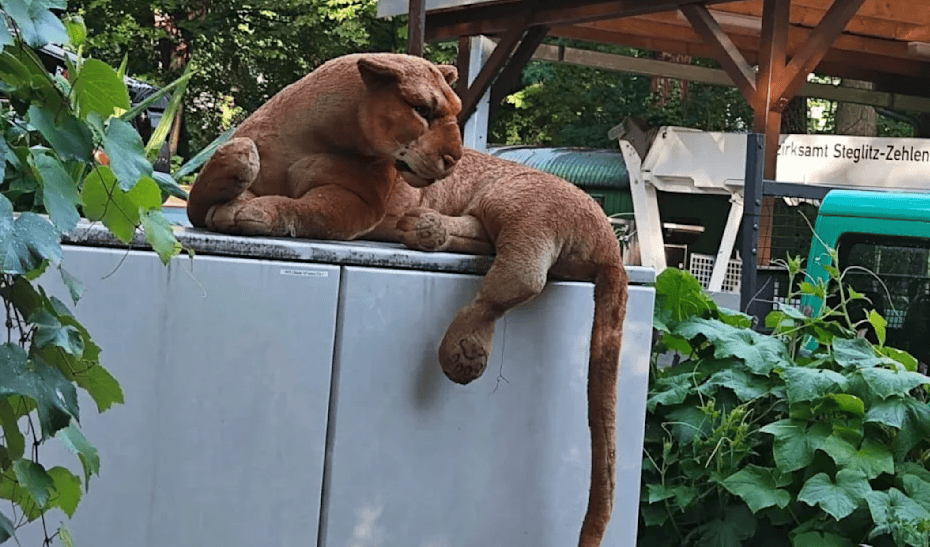 Wegen dieses Plüschtiers herrschte in Berlin erneut "Löwen-Alarm". 