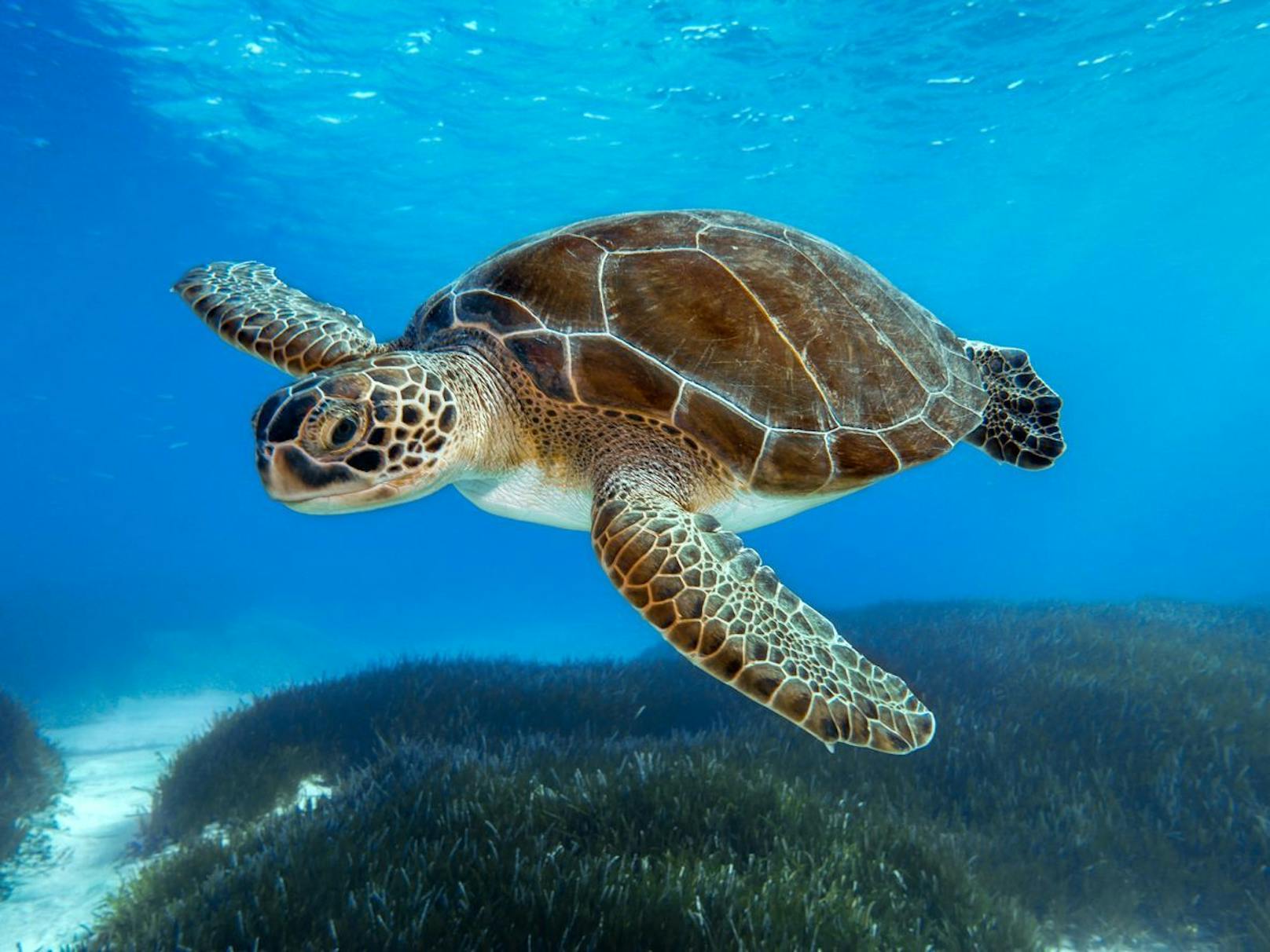 Aggressive Schildkröten beißen Urlauber in Kroatien
